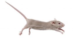 Young mouse jumping in front of white background